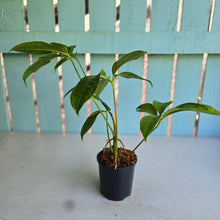 Load image into Gallery viewer, #N25 Anthurium Digitatum