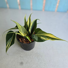 Load image into Gallery viewer, #W11 Philodendron Hederaceum Rio