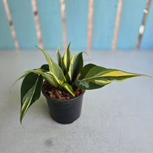 Load image into Gallery viewer, #W11 Philodendron Hederaceum Rio