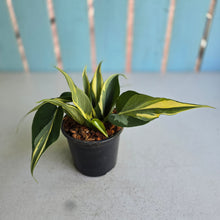 Load image into Gallery viewer, #W11 Philodendron Hederaceum Rio