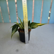 Load image into Gallery viewer, #W11 Philodendron Hederaceum Rio