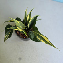 Load image into Gallery viewer, #W11 Philodendron Hederaceum Rio