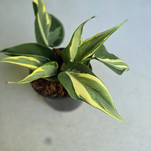 Load image into Gallery viewer, #W11 Philodendron Hederaceum Rio