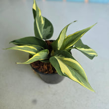 Load image into Gallery viewer, #W11 Philodendron Hederaceum Rio