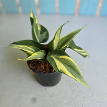 Load image into Gallery viewer, #W11 Philodendron Hederaceum Rio
