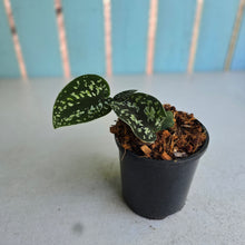 Load image into Gallery viewer, #W6 Scindapsus Tricolor
