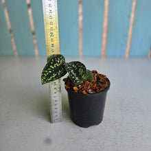 Load image into Gallery viewer, #W6 Scindapsus Tricolor