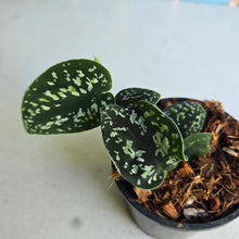 Load image into Gallery viewer, #W6 Scindapsus Tricolor
