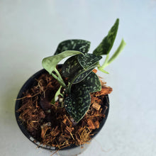 Load image into Gallery viewer, #W6 Scindapsus Tricolor
