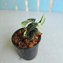 Load image into Gallery viewer, #W6 Scindapsus Tricolor