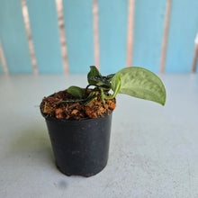 Load image into Gallery viewer, #W6 Scindapsus Tricolor