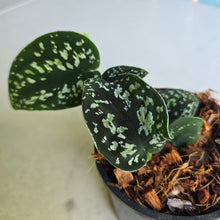 Load image into Gallery viewer, #W6 Scindapsus Tricolor
