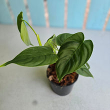 Load image into Gallery viewer, #S43 Philodendron Sharoniae