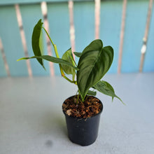 Load image into Gallery viewer, #S43 Philodendron Sharoniae