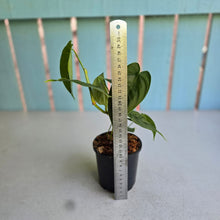 Load image into Gallery viewer, #S43 Philodendron Sharoniae