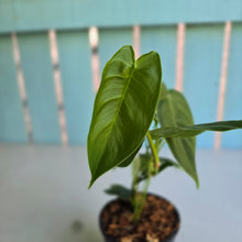 Load image into Gallery viewer, #S43 Philodendron Sharoniae