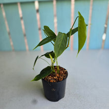 Load image into Gallery viewer, #S43 Philodendron Sharoniae
