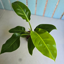 Load image into Gallery viewer, #W73 Philodendron Moonlight
