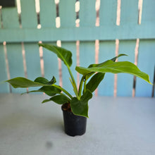 Load image into Gallery viewer, #W73 Philodendron Moonlight