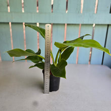 Load image into Gallery viewer, #W73 Philodendron Moonlight