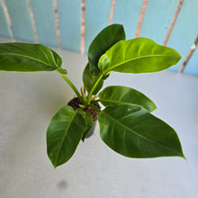 Load image into Gallery viewer, #W73 Philodendron Moonlight
