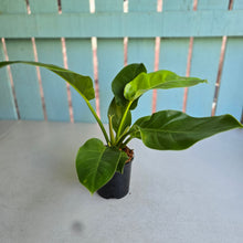 Load image into Gallery viewer, #W73 Philodendron Moonlight