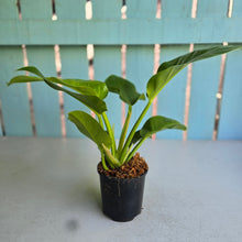 Load image into Gallery viewer, #W73 Philodendron Moonlight