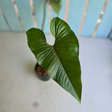 Load image into Gallery viewer, #P6 Philodendron Squamicaule