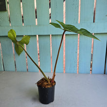 Load image into Gallery viewer, #P6 Philodendron Squamicaule