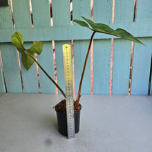Load image into Gallery viewer, #P6 Philodendron Squamicaule