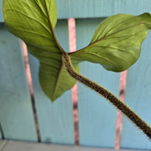 Load image into Gallery viewer, #P6 Philodendron Squamicaule