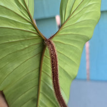 Load image into Gallery viewer, #P6 Philodendron Squamicaule