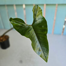 Load image into Gallery viewer, #P6 Philodendron Squamicaule