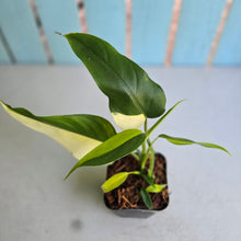 Load image into Gallery viewer, #139 Variegated Philodendron Domesticum
