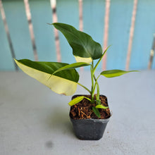 Load image into Gallery viewer, #139 Variegated Philodendron Domesticum