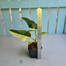 Load image into Gallery viewer, #139 Variegated Philodendron Domesticum
