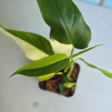 Load image into Gallery viewer, #139 Variegated Philodendron Domesticum