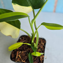 Load image into Gallery viewer, #139 Variegated Philodendron Domesticum