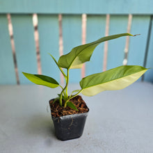Load image into Gallery viewer, #139 Variegated Philodendron Domesticum