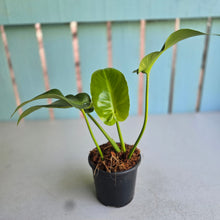Load image into Gallery viewer, #W53 Philodendron Rugosum Aberrant Form