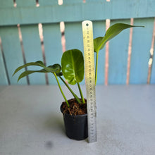 Load image into Gallery viewer, #W53 Philodendron Rugosum Aberrant Form