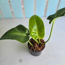 Load image into Gallery viewer, #W53 Philodendron Rugosum Aberrant Form