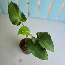 Load image into Gallery viewer, #W53 Philodendron Rugosum Aberrant Form