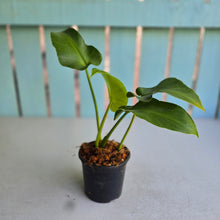 Load image into Gallery viewer, #W53 Philodendron Rugosum Aberrant Form