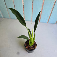 Load image into Gallery viewer, #H84 Philodendron Martianum 'Fat Boy'
