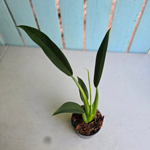 Load image into Gallery viewer, #H84 Philodendron Martianum 'Fat Boy'