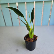 Load image into Gallery viewer, #H84 Philodendron Martianum 'Fat Boy'