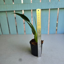 Load image into Gallery viewer, #H84 Philodendron Martianum 'Fat Boy'
