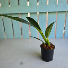 Load image into Gallery viewer, #H84 Philodendron Martianum 'Fat Boy'