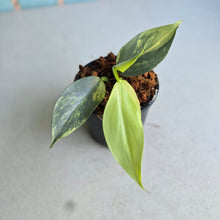 Load image into Gallery viewer, #138 Variegated Philodendron Hastatum Silver Sword